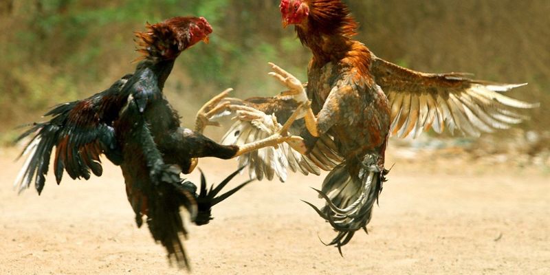 Chiến kê cơ bắp cuồn cuộn