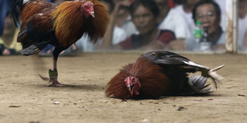 Chiến kê đòn độc với cựa dao sắc bén và chân cao đặc trưng